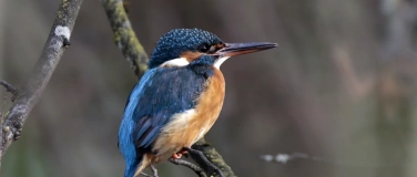 Event-Image for 'Der Eisvogel - Ein farbenfroher Taucher'