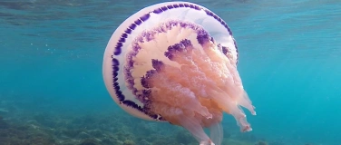 Event-Image for 'Film: ELEMENTS OF(F) BALANCE'