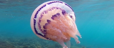 Event-Image for 'Film: ELEMENTS OF(F) BALANCE'