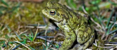 Event-Image for 'Naturspaziergang am Wichelsee'