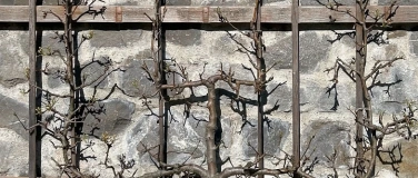 Event-Image for 'Workshop &laquo;Winterschnitt bei Obstspalieren&raquo;'