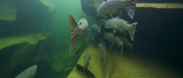 Event-Image for 'WWF &ndash; Lachs Comeback'