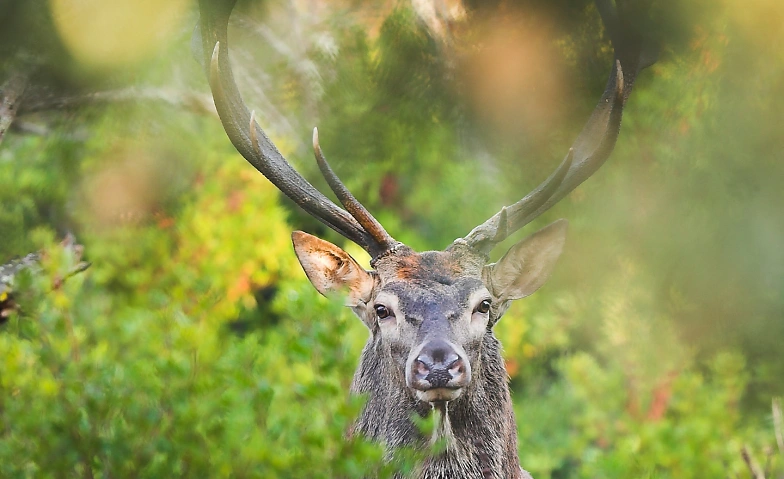 Wieder zu Hause – die Rückkehr der grossen Wildtiere - WWF