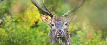 Event-Image for 'WWF &ndash; Wieder zu Hause &ndash; die R&uuml;ckkehr  der grossen Wildtiere'
