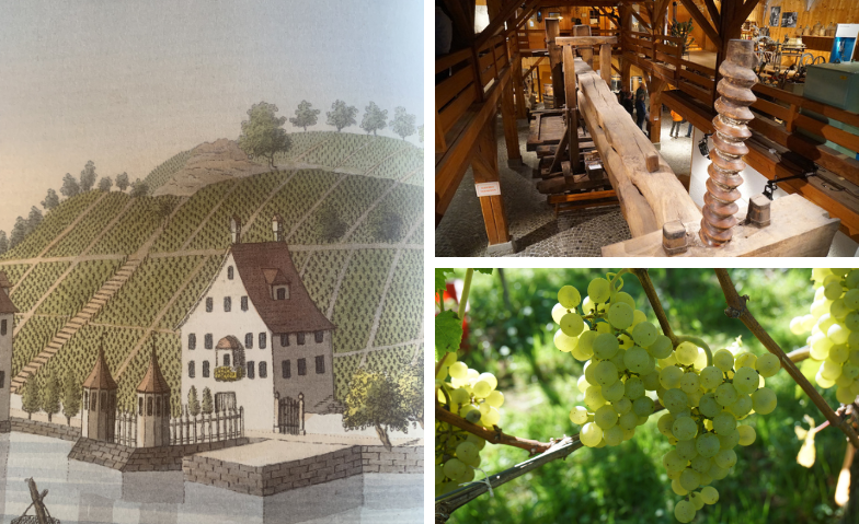 The History of Winegrowing on Lake Zurich – Guided Tour