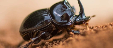 Event-Image for 'Schulvorstellung - Fabelhaft Insekten K&auml;fer'