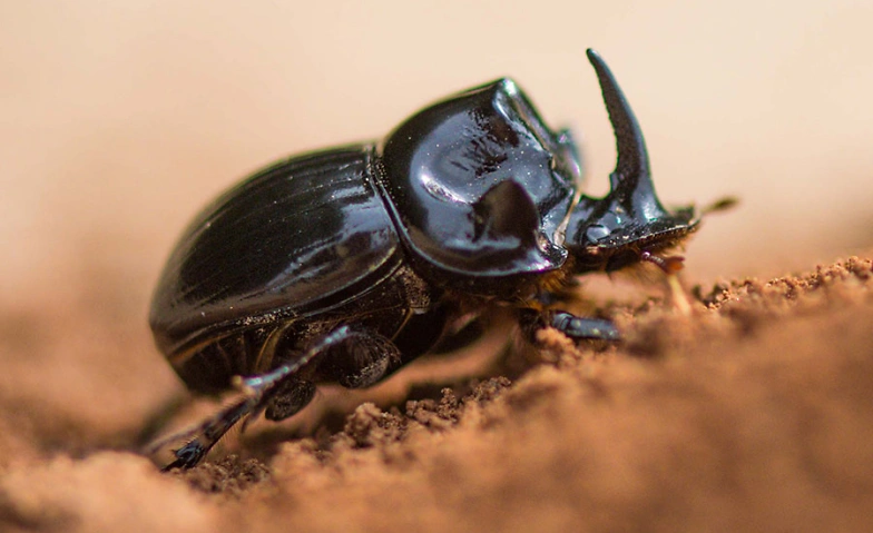 Schulvorstellung - Fabelhaft Insekten K&auml;fer Tickets