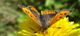 Organisateur de Offene Naturg&auml;rten