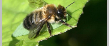 Event-Image for 'Faszinierende Insektenwelt im Garten'