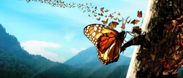Event-Image for 'Flug der Schmetterlinge 3D - Filmzmorge'