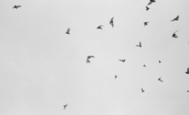 Event-Image for 'Fledermaus-Exkursion: Was flattert denn da?'