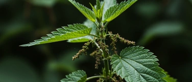 Event-Image for 'Die Sommer-Herbst-Brennnessel'