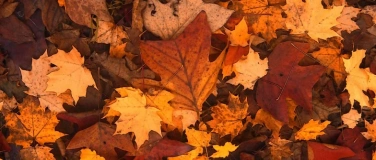Event-Image for 'Herbst-Impulse: Netzwerk-Event f&uuml;r Lehrpersonen'