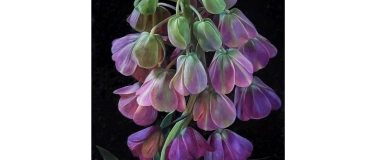 Event-Image for 'Happy Days'