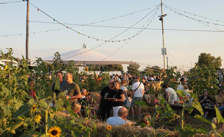 GOLDGELB-Festival im Sonnenblumenfeld