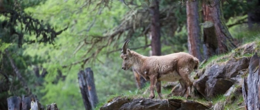 Event-Image for 'Immersion dans le Parc National Suisse'