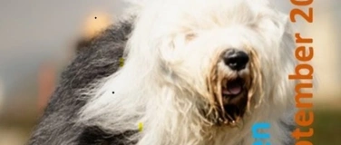 Event-Image for 'Hunderennen'