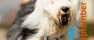 Event-Image for 'Hunderennen'