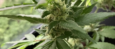 Event-Image for 'Kr&auml;utersalon Hanf Cannabis indica'