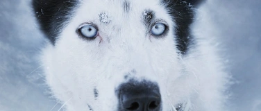 Event-Image for 'HUSKIES im Herzen - Dokumentarfilmvorf&uuml;hrung'
