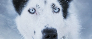 Event-Image for 'Cinema d'uaul  Waldkino: Huskies im Herzen'