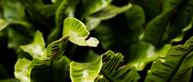 Event-Image for '&Ouml;ffentliche F&uuml;hrung: Die Apotheke der Natur'