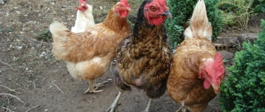 Event-Image for 'Wissenswertes rund um die Gesundheit von Ei, K&uuml;ken und Huhn'
