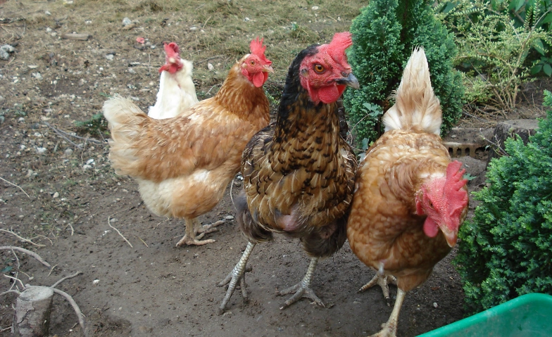 Wissenswertes rund um die Gesundheit von Ei, Küken und Huhn