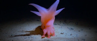 Event-Image for 'How deep is Your love - Umweltdokumentarfilme Naturmuseum in'