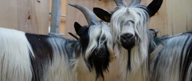 Event-Image for 'Kantonale Ziegenschau auf der Liebegg'