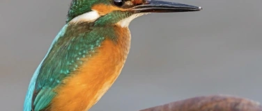 Event-Image for 'Vogel-Grundkurs'