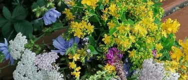 Event-Image for 'Kr&auml;uterspaziergang mit Chrissys Kr&auml;uter-Apotheke'