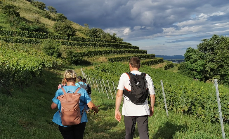 Genusswanderung mit Weinverkostung am Hohentwiel Tickets