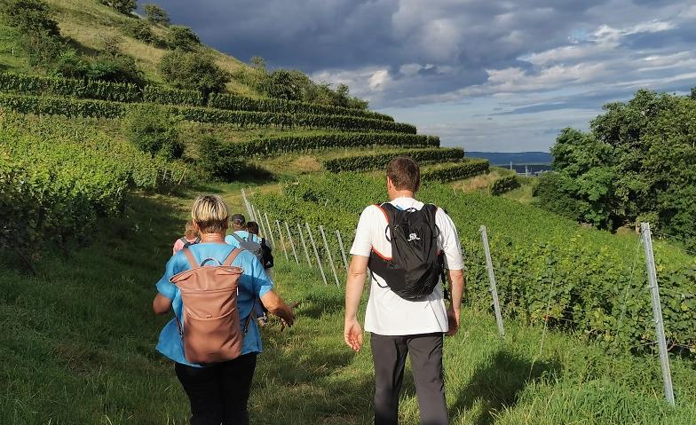 Event-Image for 'Genusswanderung mit Weinverkostung am Hohentwiel'