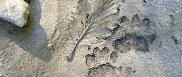 Event-Image for 'Die Sprache der Natur lesen lernen.'