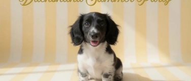 Event-Image for 'Dachshund Summer Party'