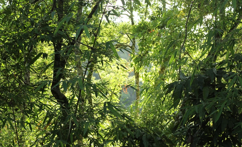 Event-Image for 'Unterhaltungsabend "Dschungel" B&uuml;ren an der Aare'