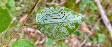 Event-Image for 'Die Sprache der Natur -  Spuren & Zeichen sicher bestimmen'