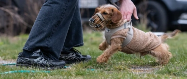 Event-Image for 'Seminar zu Hundebegegnungen an der Leine'