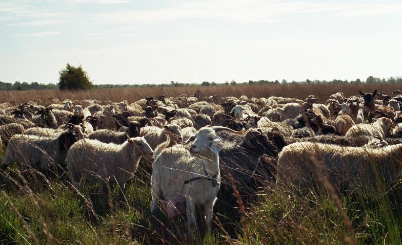 Feierabend im Jardelunder Moor