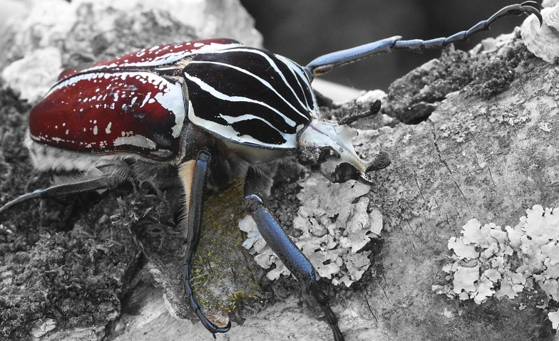 Insektenwunder