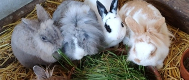 Event-Image for 'Spielnachmittag in der Buurehofspielgruppe Hoppelhaas'