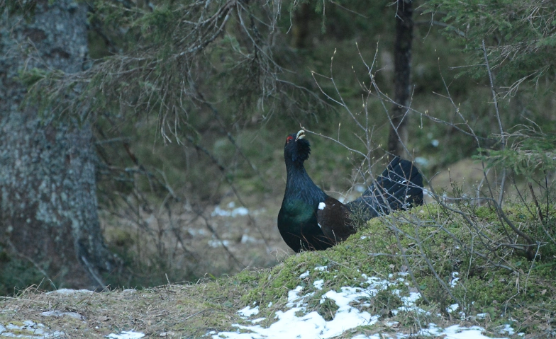 Das Auerhuhn und sein Lebensraum am Pilatus
