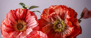 Event-Image for 'Mohnblumen-Workshop: Realistisch aus Papier gestalten'