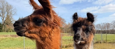 Event-Image for 'Lama Wanderung - bei Stade/Hamburg'