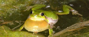 Event-Image for 'Abendexkursion Auen und Amphibien'