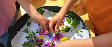Event-Image for 'Lavendel und Aubergine im Garten Entdecken'