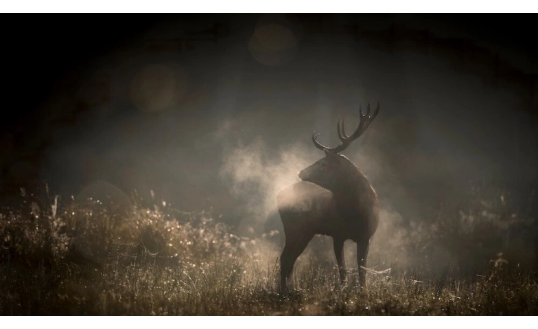 Le Chant des for&ecirc;ts Kinok &ndash; Cinema in der Lokremise Tickets