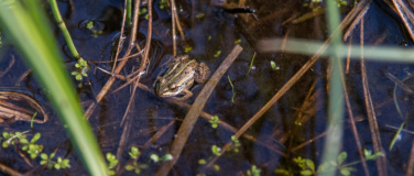 Event-Image for 'Lebensraum Moor'