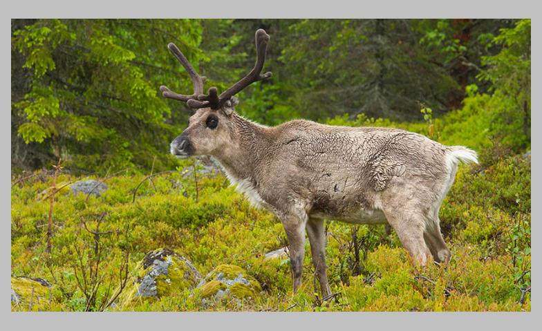 Live-Vortrag: Schweden